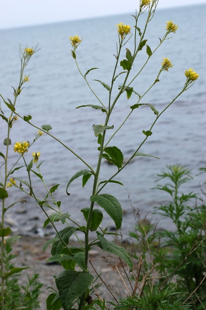 Image of Sisymbrium luteum specimen.