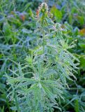 Linaria vulgaris