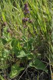 Salvia verticillata. Цветущее растение в степи. Белгородская обл., окр. пос. Борисовка, Острасьев Яр. 30.06.2009.