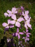 Hesperis sibirica