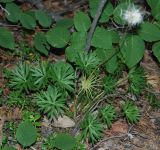 Pulsatilla multifida. Плодоносящее растение в хвойном лесу. Бурятия, плато п-ова Святой нос (выс. около 1800 м н.у.м.). 22.07.2009.