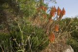 Aloe brevifolia. Цветущие растения. Италия, Саленто, Адриатическое побережье, Санта Мария ди Леука, скалистый берег моря над яхтенной мариной. 01.06.2014.