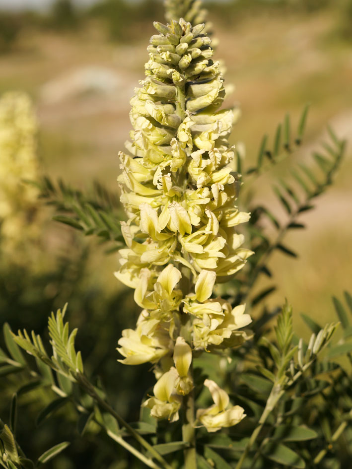 Изображение особи Pseudosophora alopecuroides.