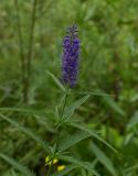 Veronica longifolia