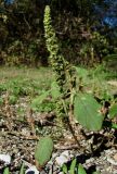 genus Amaranthus. Верхушка цветущего растения. Краснодарский край, Сочи, окр. с. Красная Воля, берег р. Кудепста. 05.11.2015.