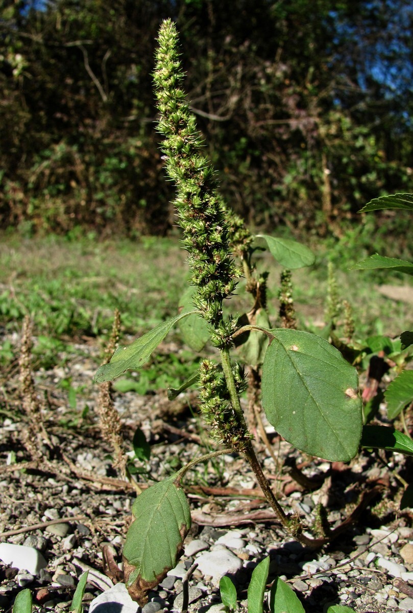 Изображение особи род Amaranthus.