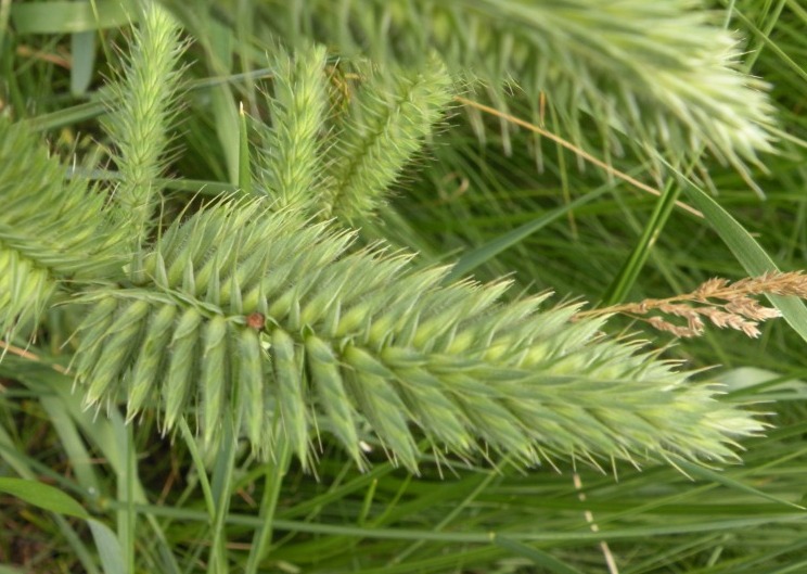 Изображение особи Agropyron pectinatum.