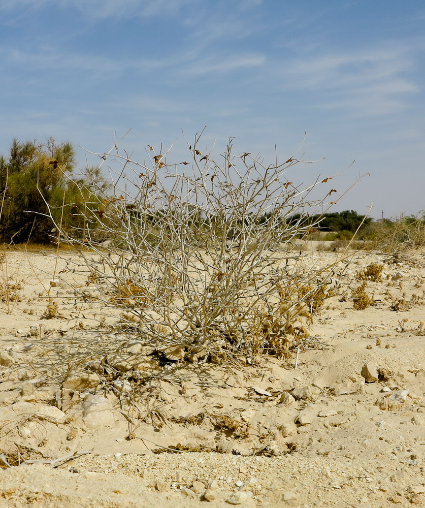 Image of Helianthemum sancti-antonii specimen.