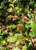 Asplenium adiantum-nigrum. Верхушка вайи с поражениями. Краснодарский край, Сочи, окр. с. Красная Воля, верх скалы. 05.11.2015.