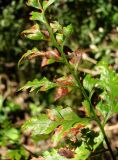 Asplenium adiantum-nigrum