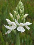 Dactylorhiza maculata