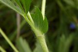 Potentilla goldbachii