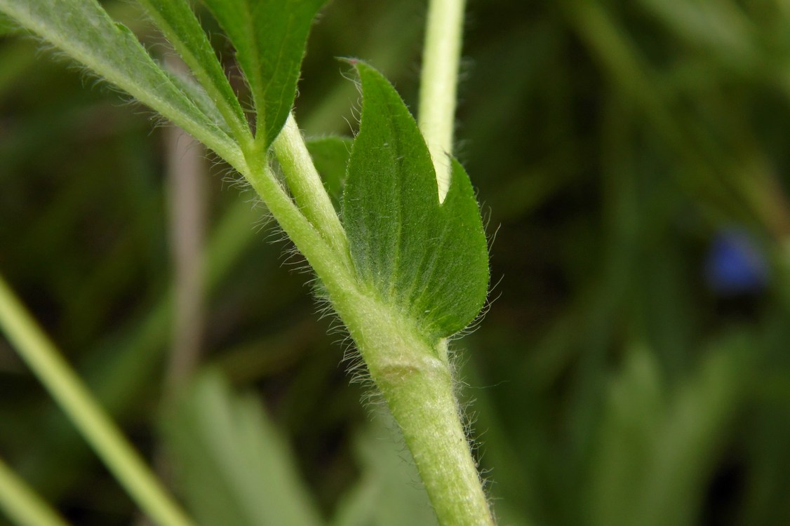 Изображение особи Potentilla goldbachii.