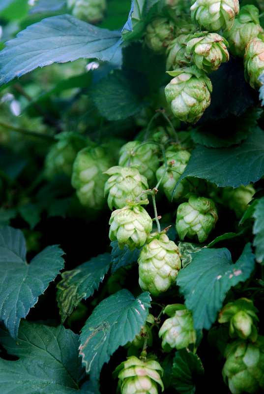 Image of Humulus lupulus specimen.