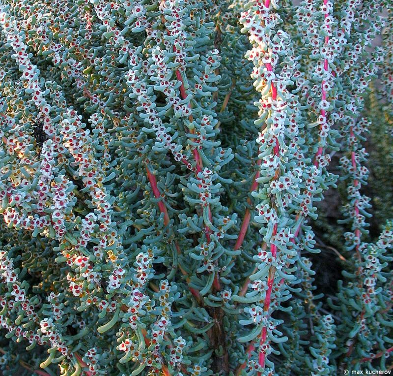 Изображение особи Salsola foliosa.