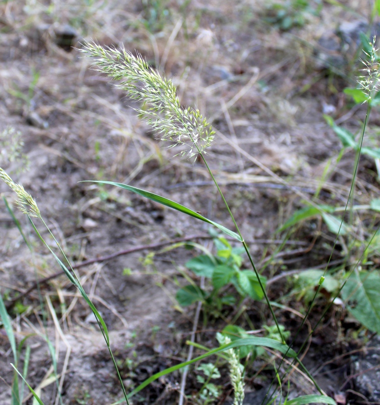 Изображение особи семейство Poaceae.