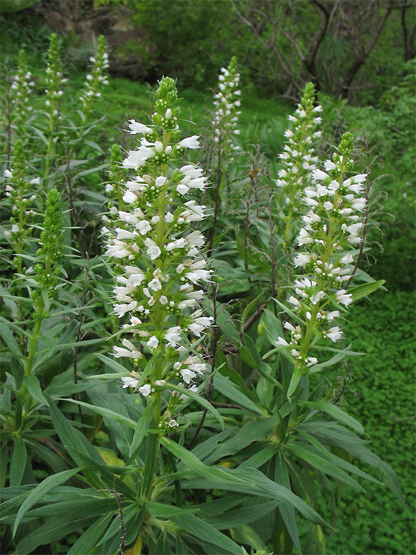 Изображение особи Echium onosmifolium.