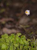 Bellis caerulescens