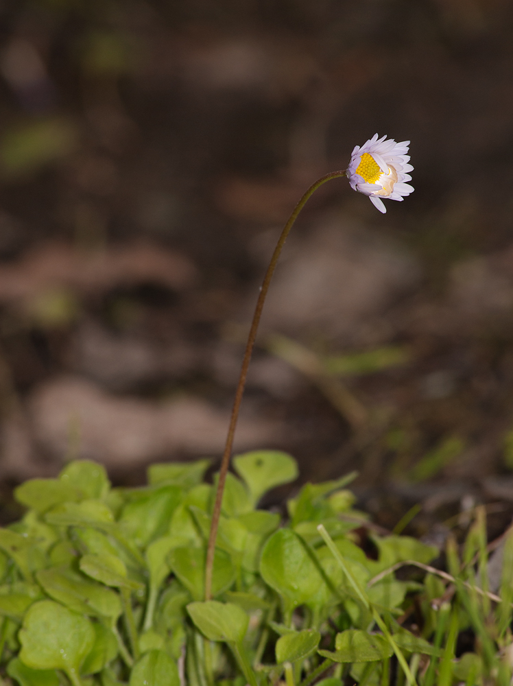 Изображение особи Bellis caerulescens.