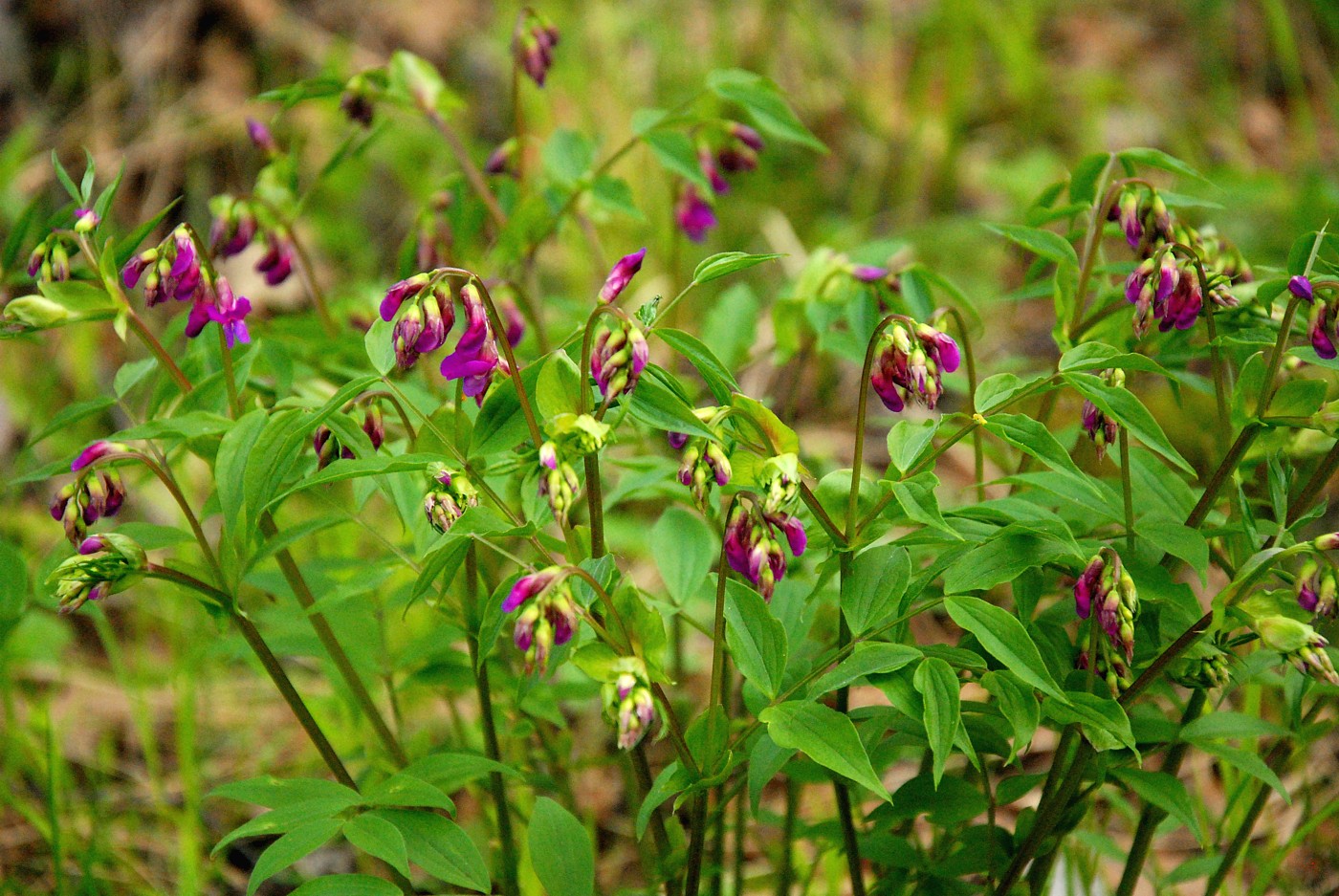 Изображение особи Lathyrus vernus.