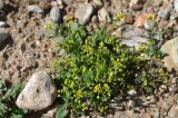 Draba nemorosa