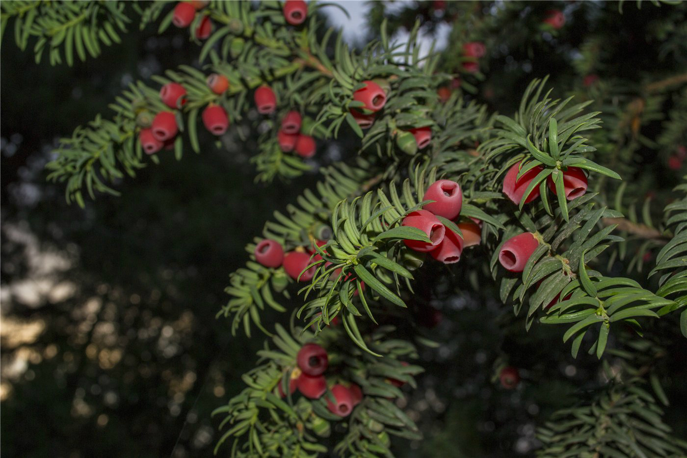 Изображение особи Taxus baccata.