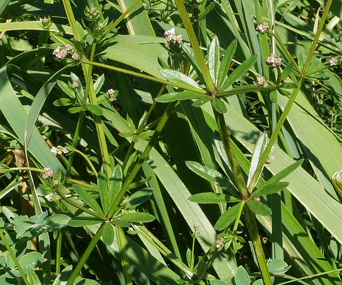 Изображение особи Galium pseudorivale.