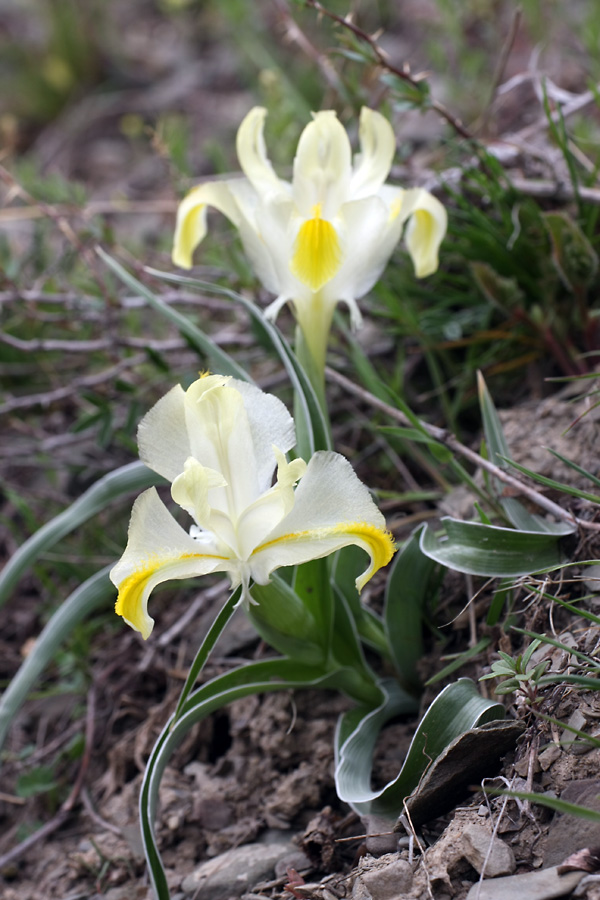 Изображение особи Juno orchioides.