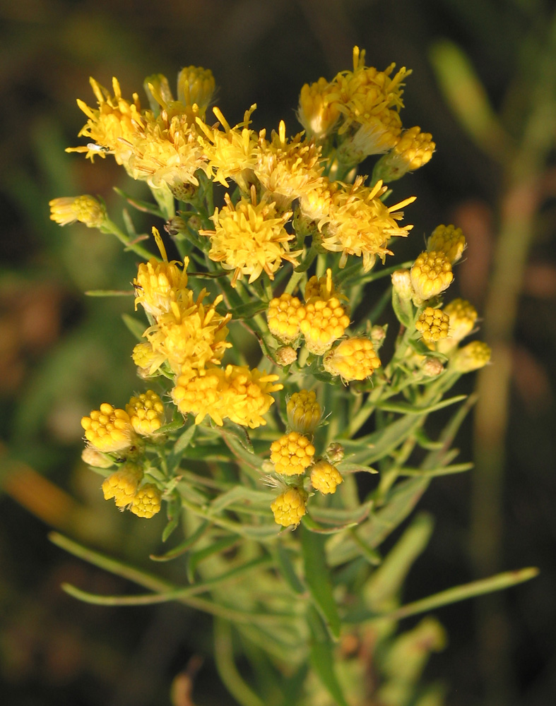 Image of Galatella biflora specimen.