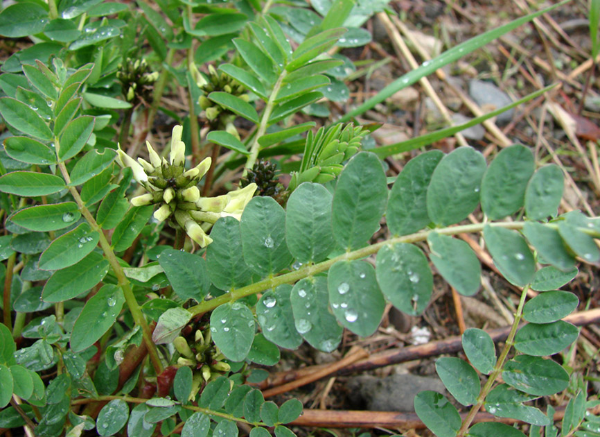 Изображение особи Astragalus schelichowii.