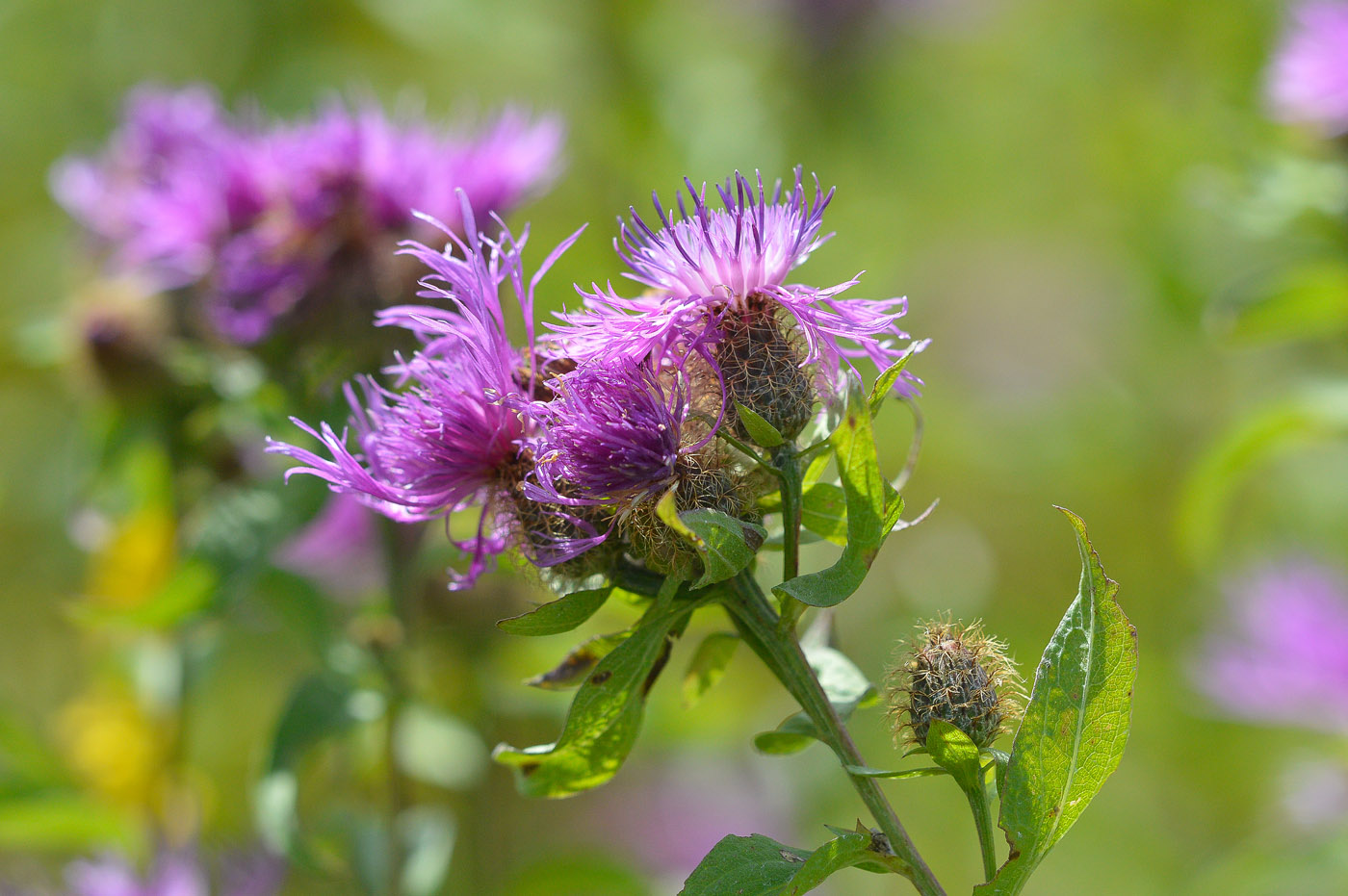 Изображение особи Centaurea pseudophrygia.