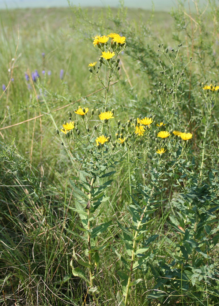 Image of Hieracium robustum specimen.
