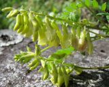 Astragalus membranaceus. Соцветия. Якутия (Саха), Алданский р-н, берег р. Тимптон, 202 км от устья. 30.06.2011.