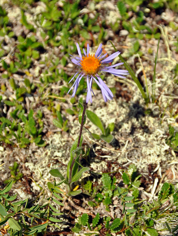 Image of Erigeron flaccidus specimen.