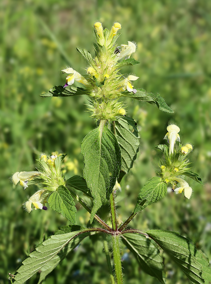 Image of Galeopsis speciosa specimen.