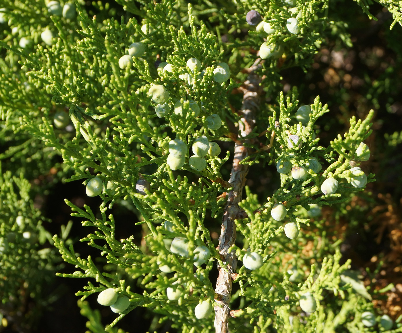 Image of Juniperus sabina specimen.