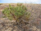 Suaeda physophora