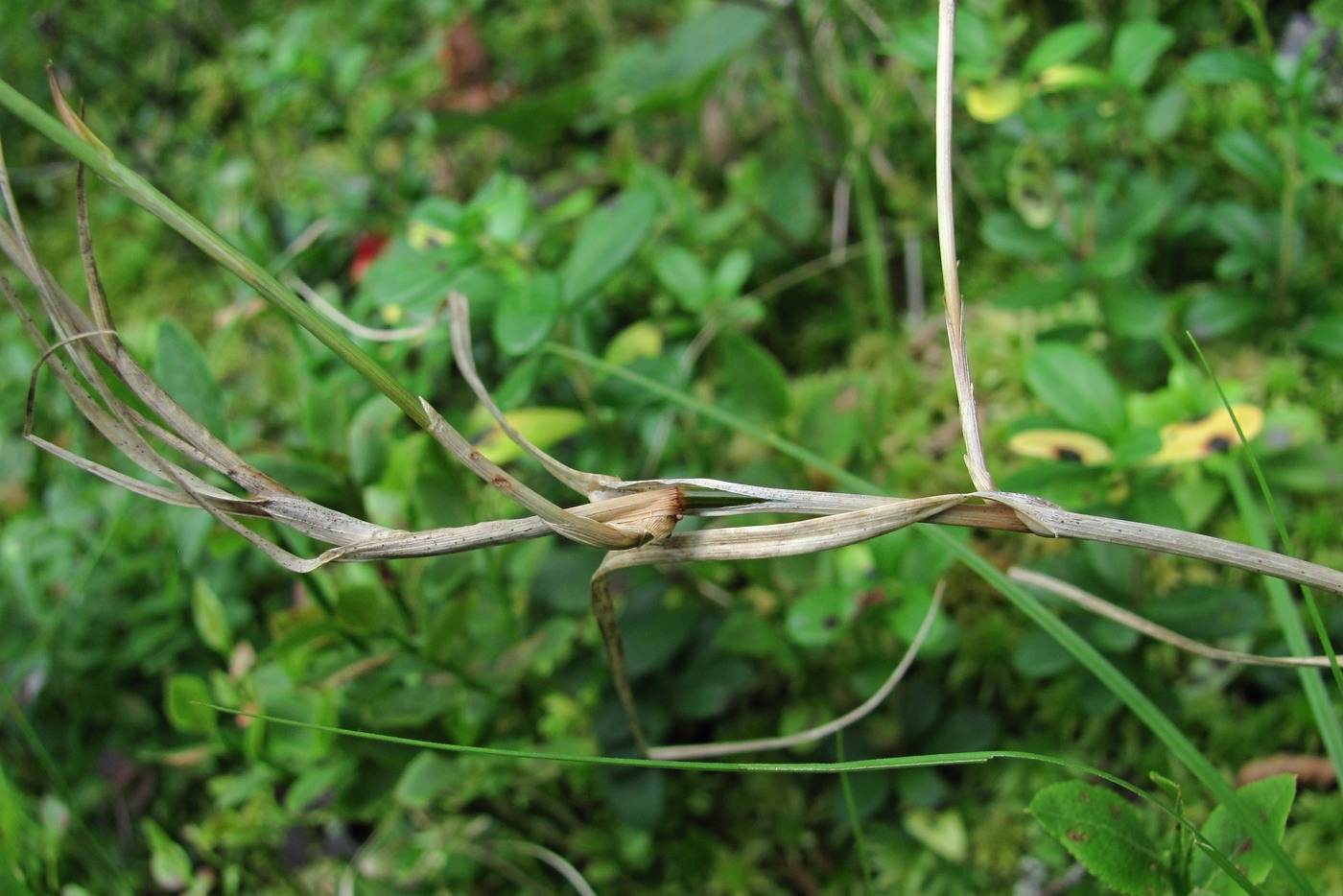 Изображение особи Carex chordorrhiza.