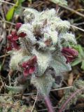 Pedicularis popovii. Соцветие. Узбекистан, северный склон Туркестанского хребта, бассейн реки Зааминсу, Зааминский национальный парк, урочище Уриклисай, около 2000 м н.у.м., на сазе. 19.04.2015.