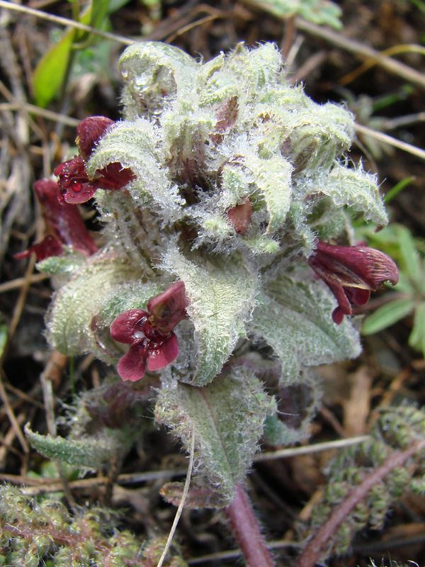 Изображение особи Pedicularis popovii.