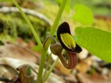 Aristolochia steupii