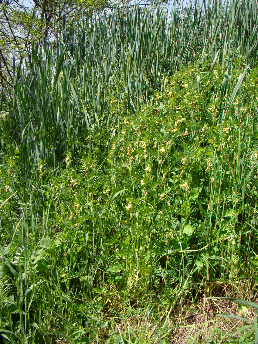 Image of Vicia ciliatula specimen.