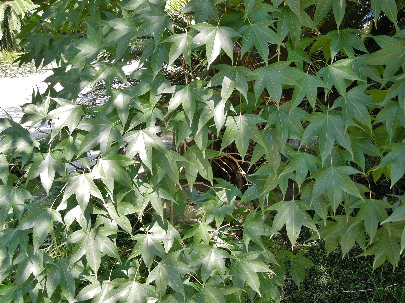 Image of Acer serrulatum specimen.