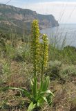 Orchis punctulata. Цветущие растения. Крым, окр. Балаклавы, поляна в редколесье из сосны пицундской и можжевельника высокого. 30.04.2016.