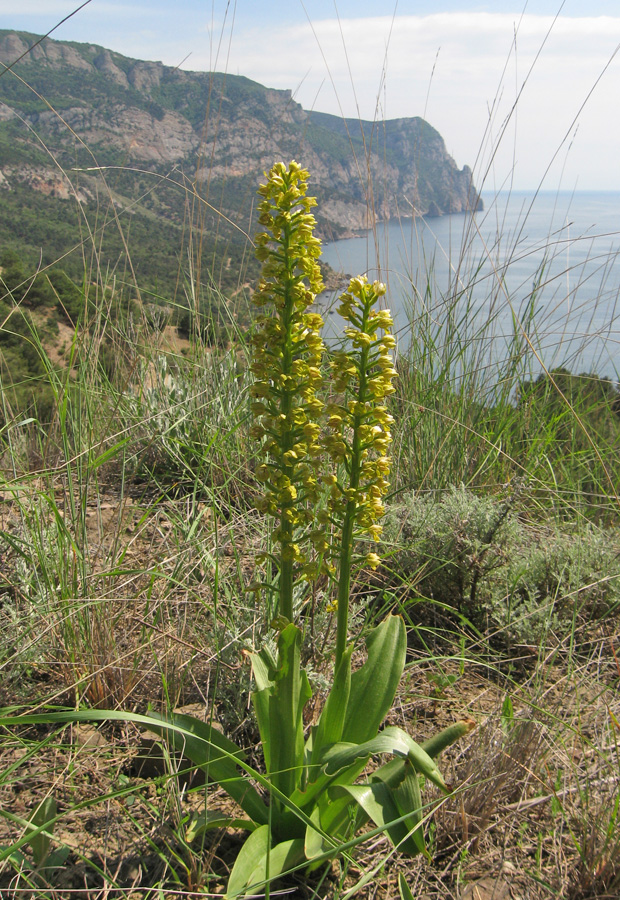Image of Orchis punctulata specimen.