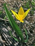 Tulipa biebersteiniana