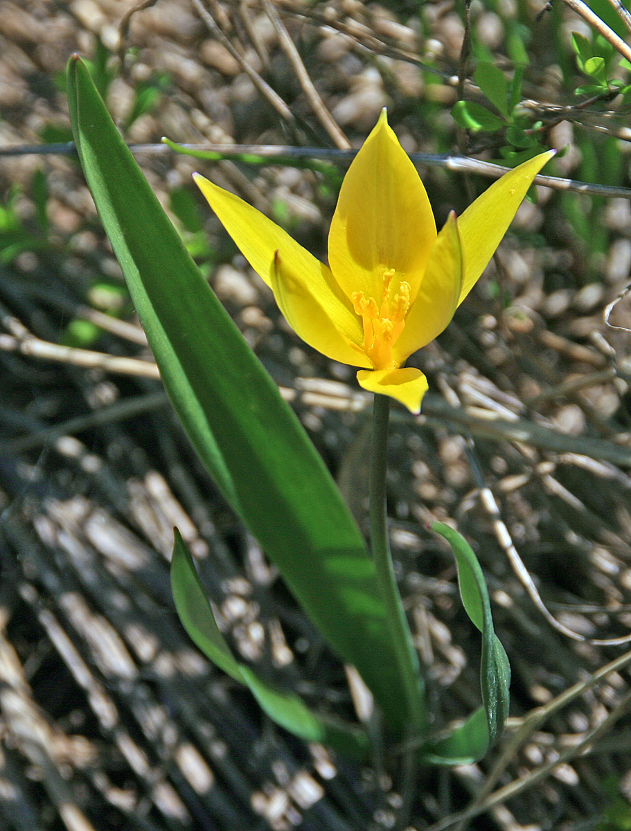 Изображение особи Tulipa biebersteiniana.