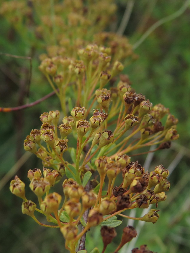 Image of Spiraea litwinowii specimen.