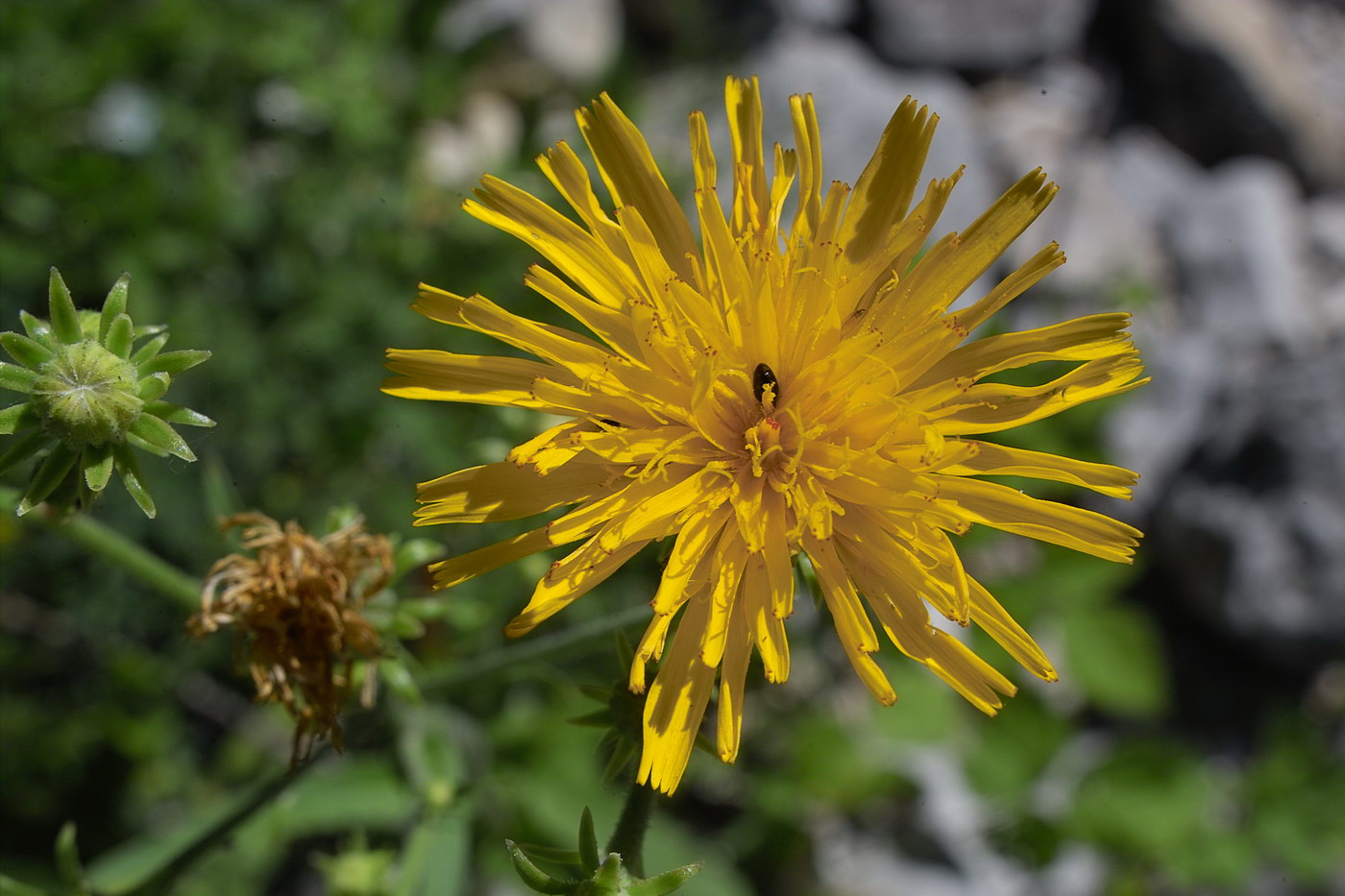 Image of Picris hieracioides specimen.