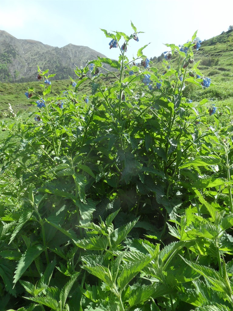 Изображение особи Symphytum asperum.